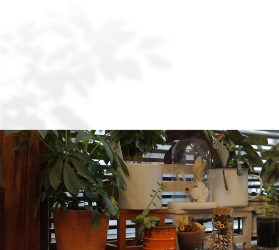 室内の観葉植物